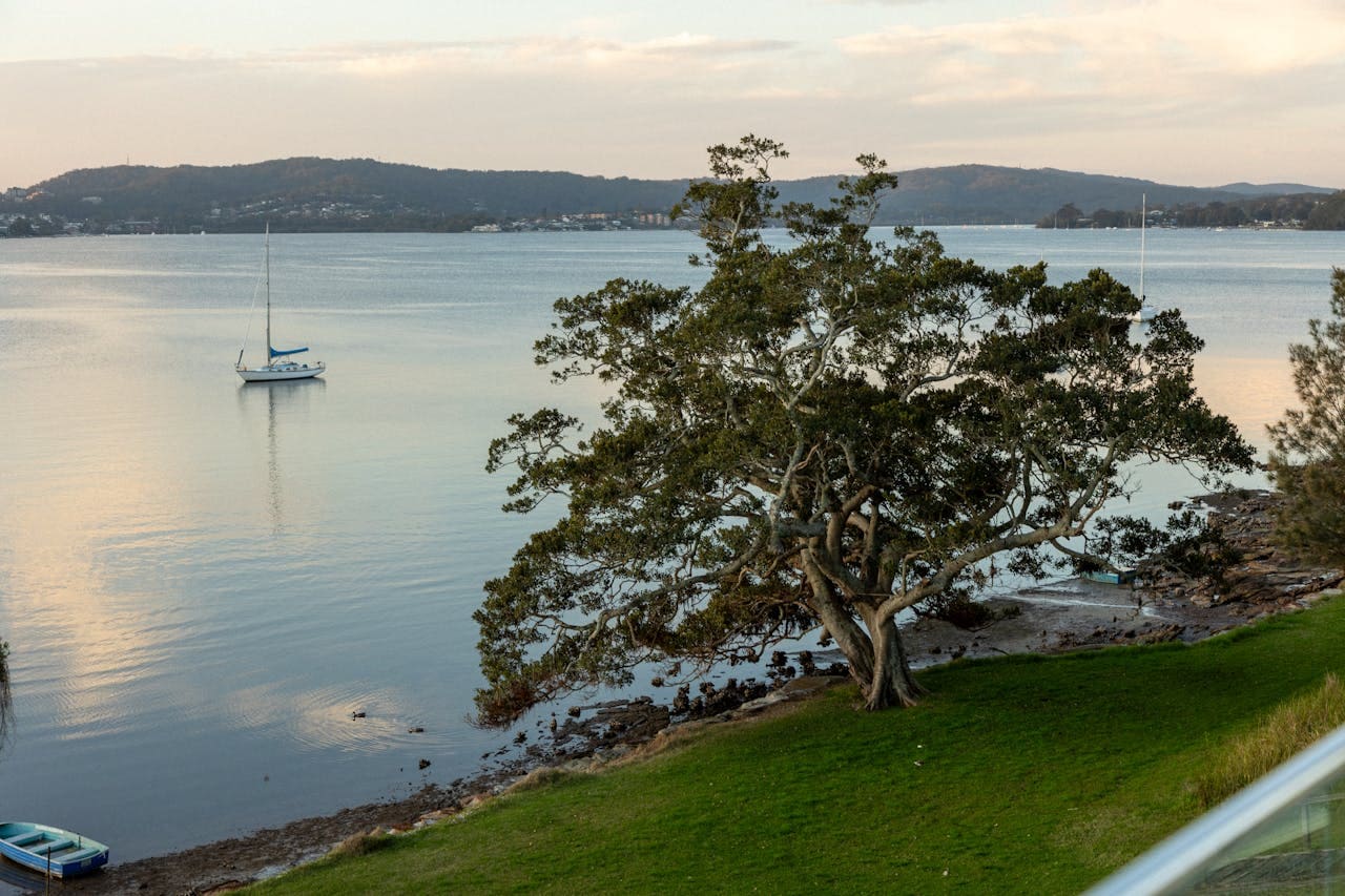 Tree by a body of water with a sailboat in the distance